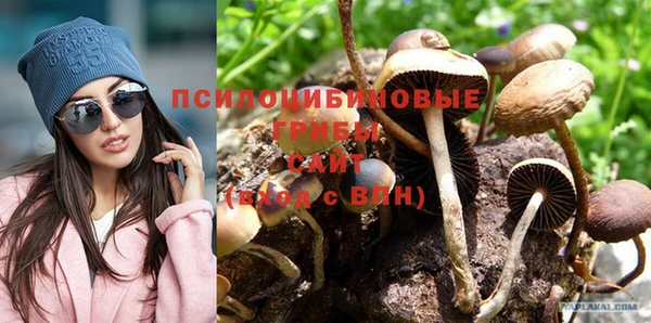 гашик Новозыбков